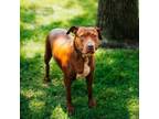 Adopt Kardashian a American Staffordshire Terrier