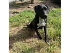 Adopt Sabrina a Black Labrador Retriever