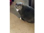 Adopt Smokey a Domestic Short Hair