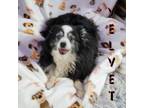 Adopt VELVET a Australian Shepherd