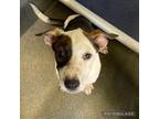Adopt Janice a American Staffordshire Terrier, Mixed Breed