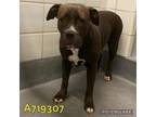 Adopt Joanie a Bullmastiff, Mixed Breed