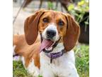 Adopt Scooby a Foxhound, Mixed Breed