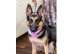 Adopt Lura a German Shepherd Dog
