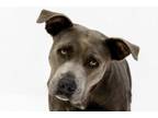 Adopt Stormy a Pit Bull Terrier