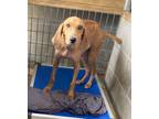 Adopt Hope a Treeing Walker Coonhound