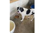 Adopt Panda a Mixed Breed