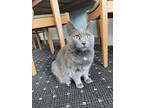 Adopt Gracie a Domestic Short Hair