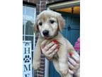 Adopt Mustard a Dachshund, Mixed Breed