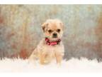Adopt Mary Lou Retton a Pug, Mixed Breed