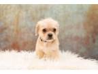Adopt Missy Franklin a Pug, Mixed Breed