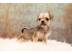 Adopt Simone Biles a Pug, Mixed Breed