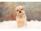 Adopt Kerri Walsh - PENDING a Pug, Mixed Breed