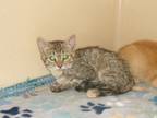 Adopt Lizzy a Domestic Short Hair