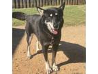 Adopt Annie a Shepherd, Husky