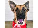 Adopt Leia a German Shepherd Dog