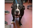 Adopt Cottman a Pit Bull Terrier