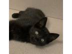 Adopt Wallaby a Domestic Short Hair
