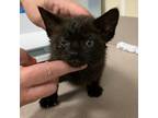 Adopt Newt a Domestic Short Hair