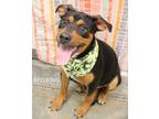 Adopt Broadus a Rottweiler
