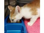 Adopt Dave a Domestic Short Hair