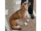 Adopt Gizzi a German Shepherd Dog, Hound