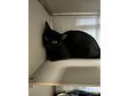 Adopt SALMON a Domestic Short Hair