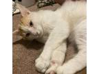 Adopt Paprika a Domestic Medium Hair