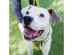 Adopt Luke a Mixed Breed