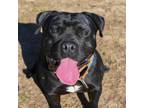 Adopt CryBaby a Mixed Breed