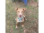 Adopt Richie a Mixed Breed