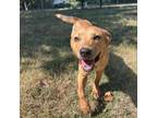 Adopt Celsius a Mixed Breed