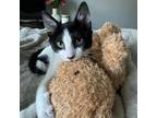 Adopt Markus a Domestic Short Hair