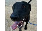 Adopt Morgan a Mixed Breed