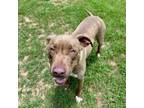 Adopt Amaru a Mixed Breed