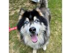 Adopt Togo a Mixed Breed