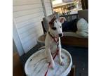 Adopt Honey Bun a Mixed Breed