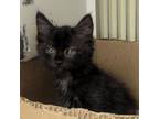 Adopt Axel a Domestic Medium Hair