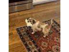 Adopt Timon a Mixed Breed