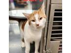 Adopt Carl a Domestic Short Hair
