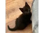 Adopt Eider a Domestic Short Hair