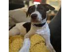 Adopt Fudge Round a Mixed Breed