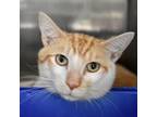 Adopt Yale a Domestic Short Hair