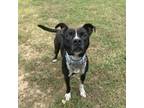 Adopt Paddles a Mixed Breed
