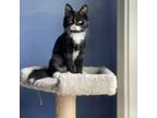 Adopt Spark a Domestic Short Hair