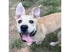 Adopt Gabriel a Mixed Breed