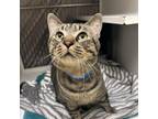 Adopt Abram a Domestic Short Hair