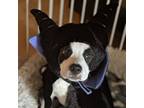 Adopt Jack a Mixed Breed