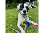 Adopt Rover a Mixed Breed