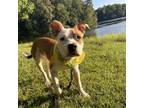 Adopt Dwayne a Mixed Breed